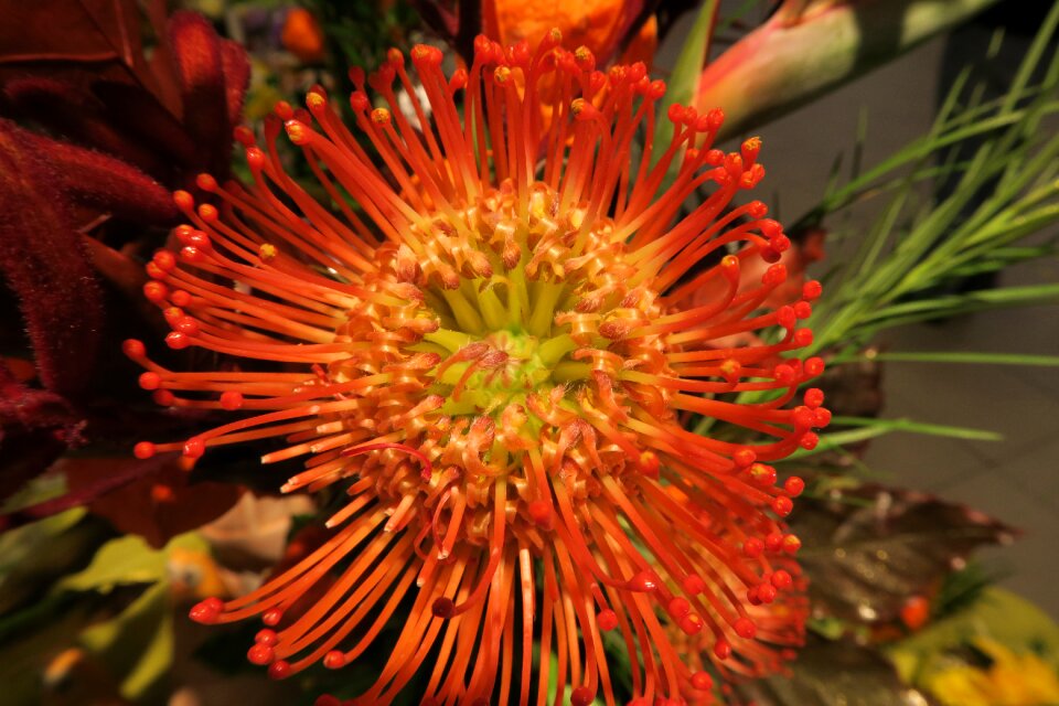 Free stock photo of flora, flower, nature