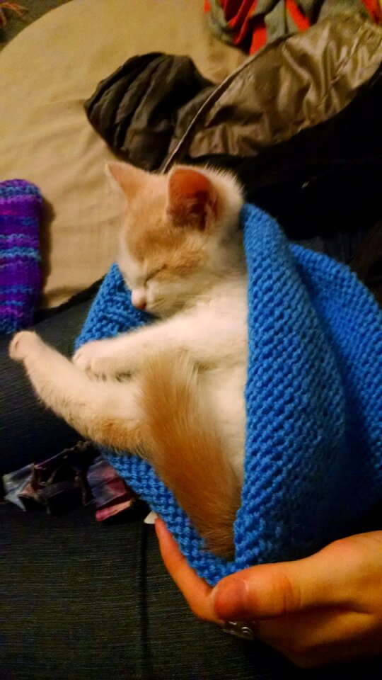 Free stock photo of animal, cat, hat