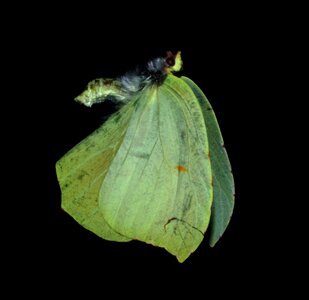 Free stock photo of butterfly, carcass, dead