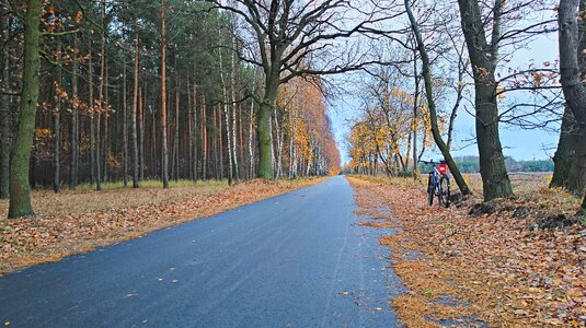 Free stock photo of cycling, forest, poland photo