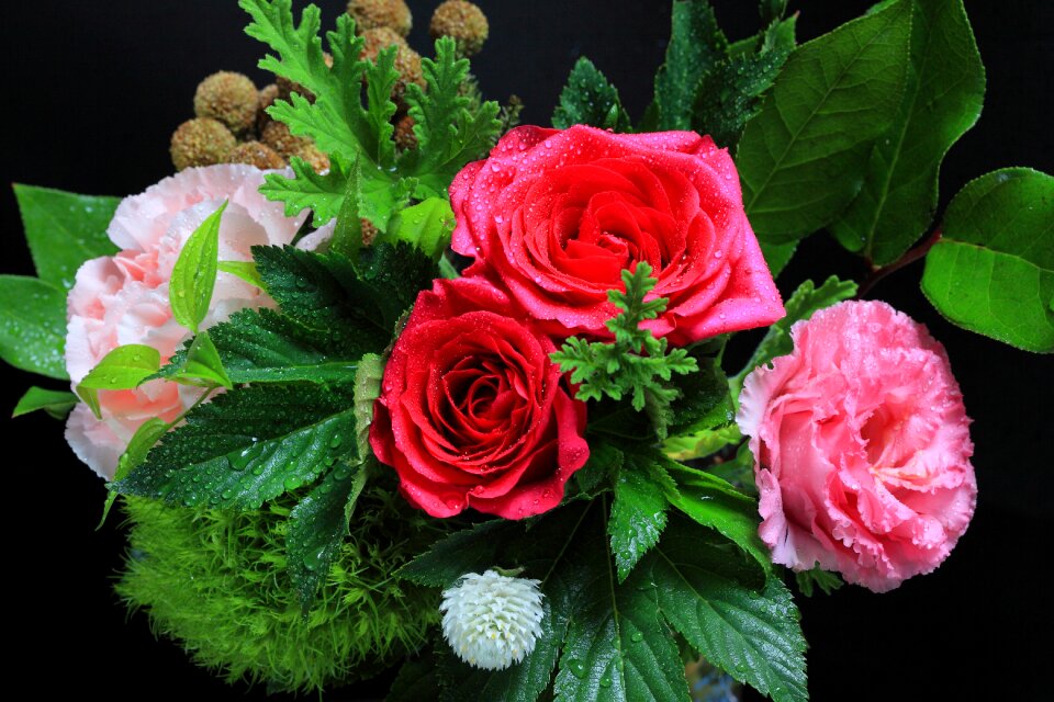 Free stock photo of bouquet, drop, flower