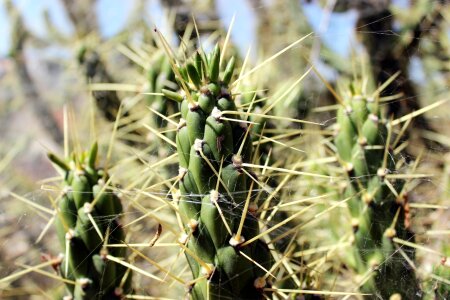 Free stock photo of cactus, desert, detail photo