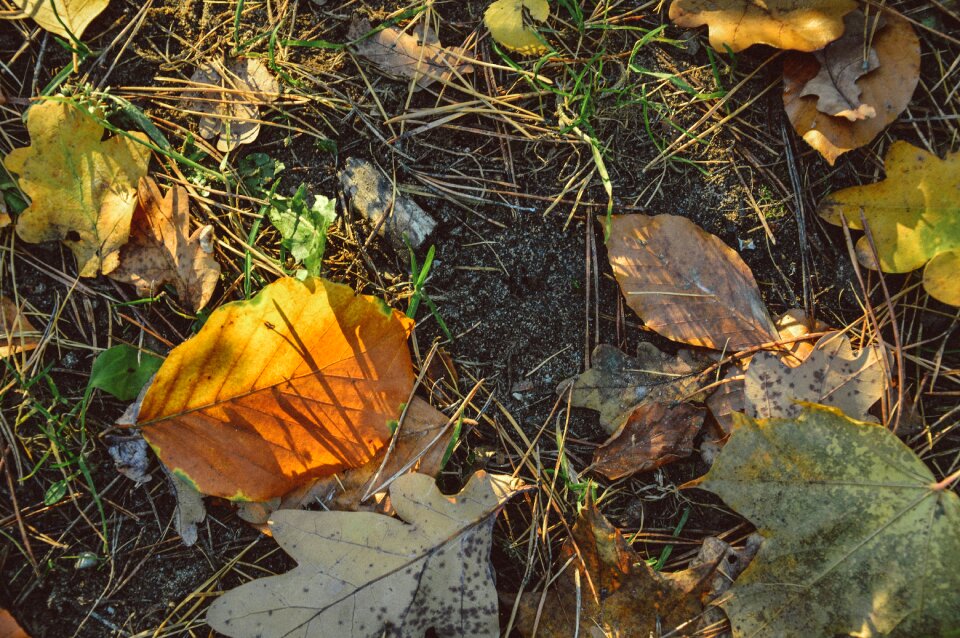 Free stock photo from Tookapic