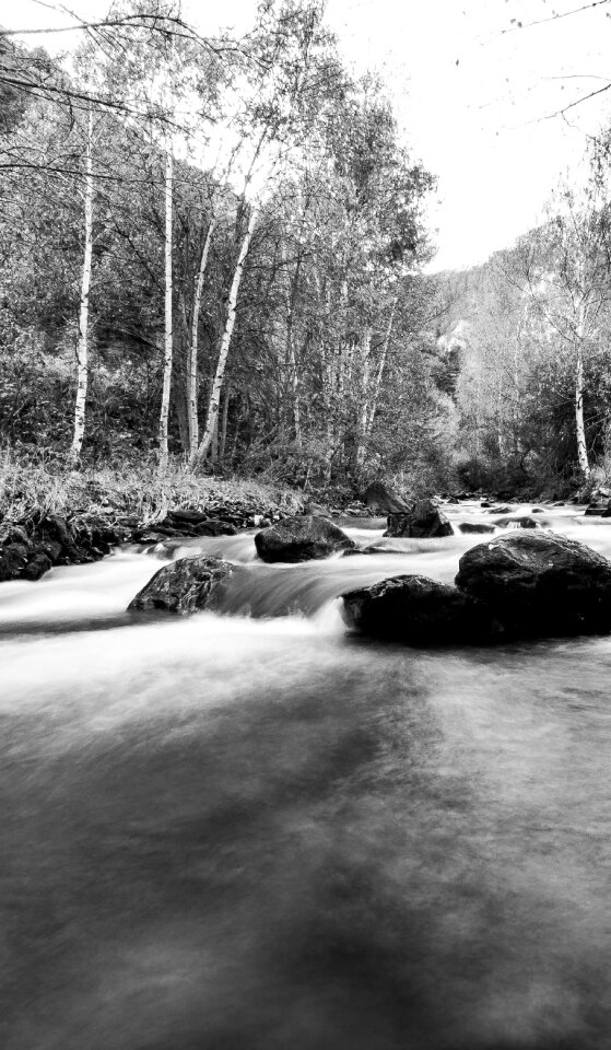 Free stock photo of arbres, eau, et