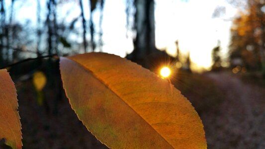 Free stock photo of forrest, sunset