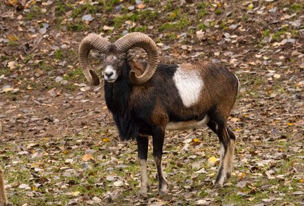 Free stock photo of nature mouflon