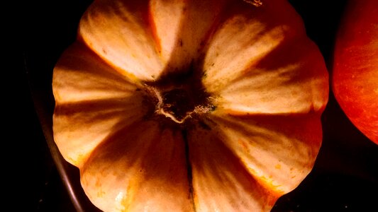 Free stock photo of pumpkin