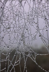 Free stock photo of nature spiders-web