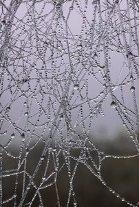 Free stock photo of nature spiders-web photo