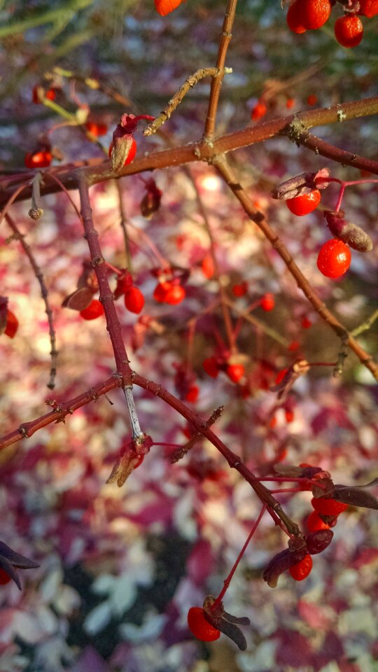 Free stock photo of berry, bush, nature