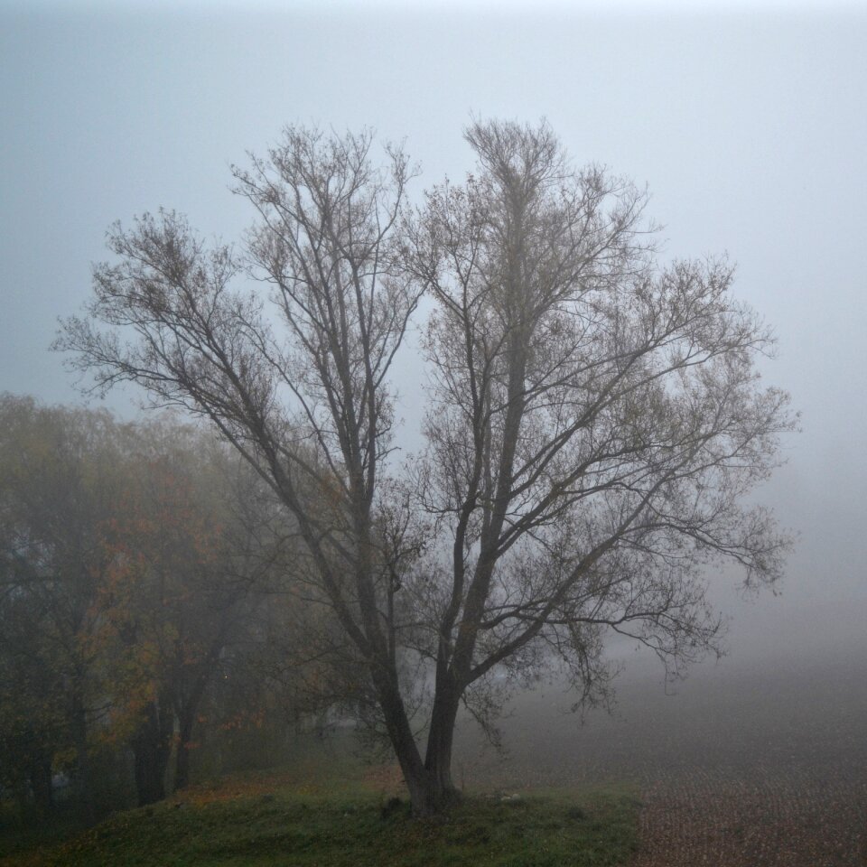 Free stock photo of fog, nature, tree