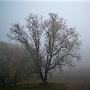 Free stock photo of fog, nature, tree photo