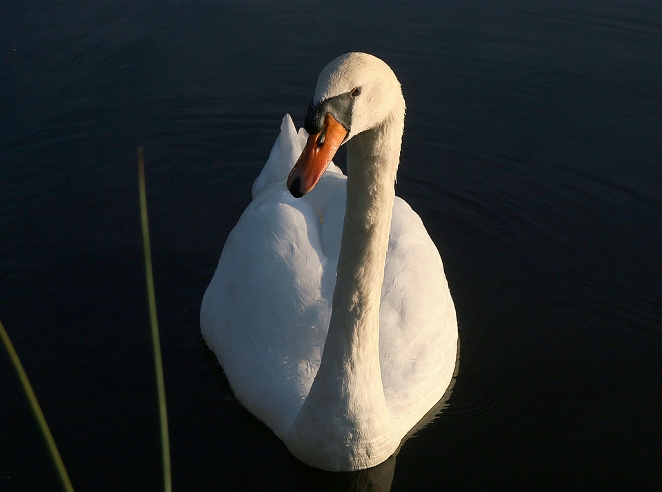 Animals water majestic