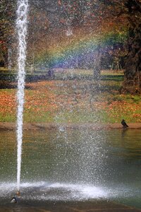 Free stock photo of crow, fountain, pond photo