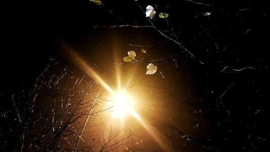 Free stock photo of light, night, tree