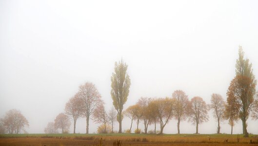 Free stock photo of field, fog, trees