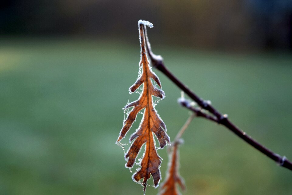Free stock photo of frost