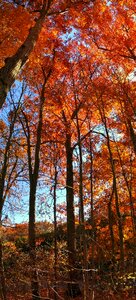 Free stock photo of blue sky, orange, panorama photo