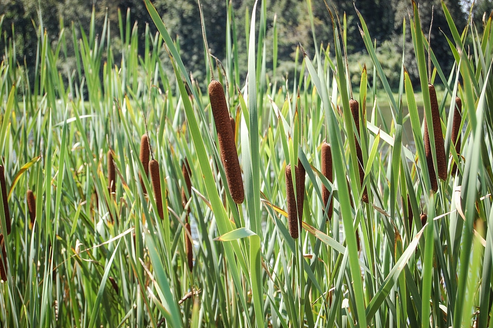 Plants meadow nature