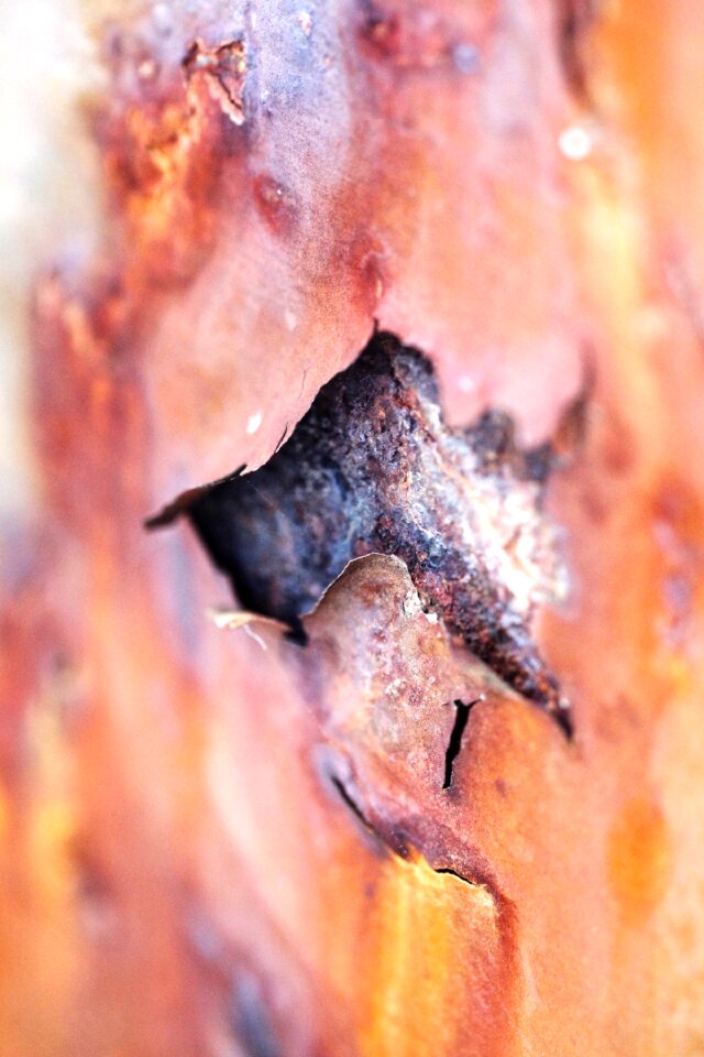 Free stock photo of concept, detail, rust
