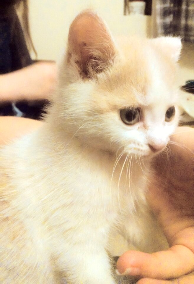 Free stock photo of animal, cat, kitten
