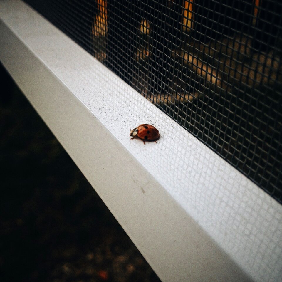 Free stock photo of friend, ladybug