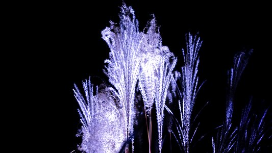 Free stock photo of nature grass-nightly photo