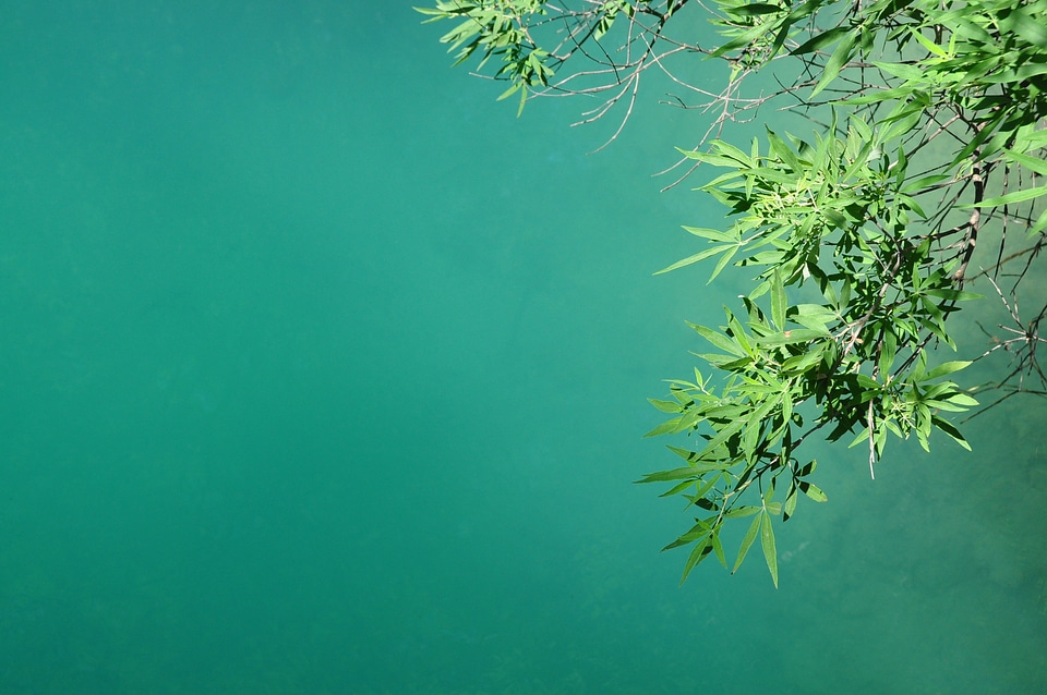 Branches green relaxation