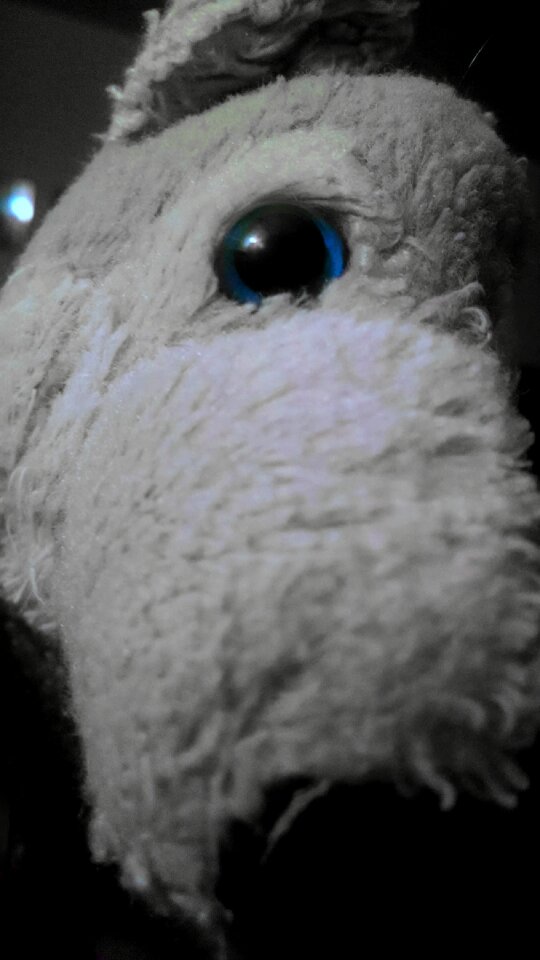 Free stock photo of dog, night, stuffed animal