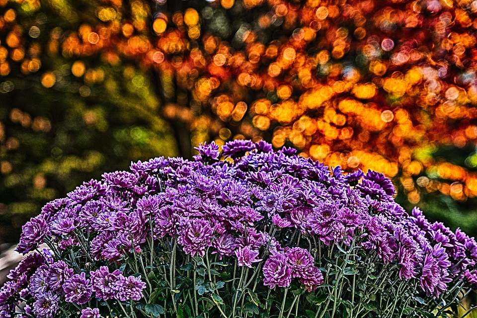 Garden plant purple