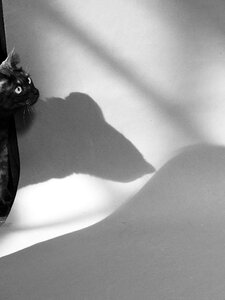 Free stock photo of black cat, cat, light photo