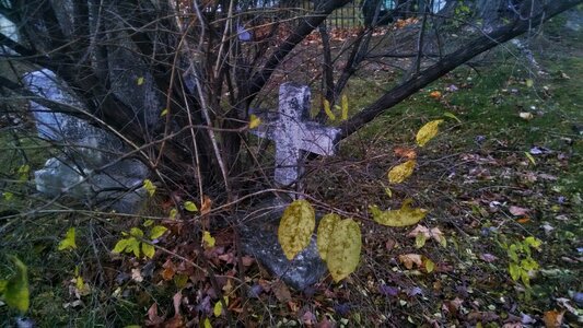 Free stock photo of bush, grave, halloween