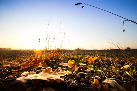 Free stock photo of dawn, dry leaves, dusk photo