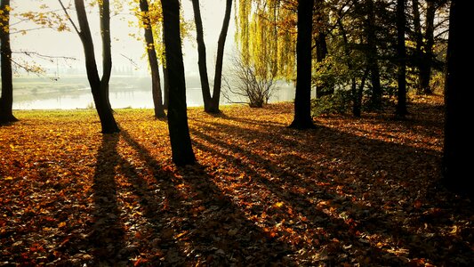 Free stock photo of autumn, autumn leaves, city photo