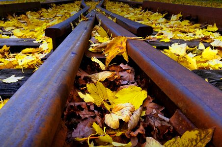 Free stock photo of leafs, rails