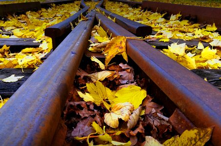 Free stock photo of leafs, rails photo