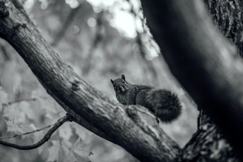 Free stock photo of black and-white, nature, squirrel