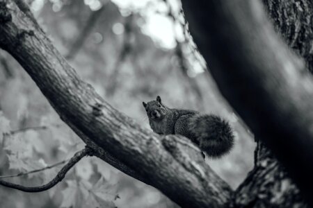 Free stock photo of black and-white, nature, squirrel photo