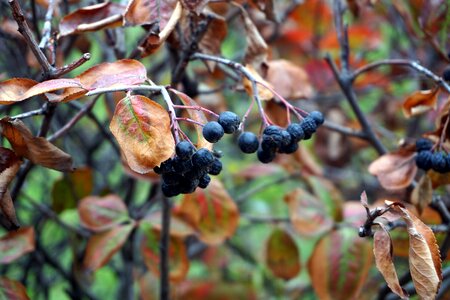 Free stock photo of berries, fruits, nature photo