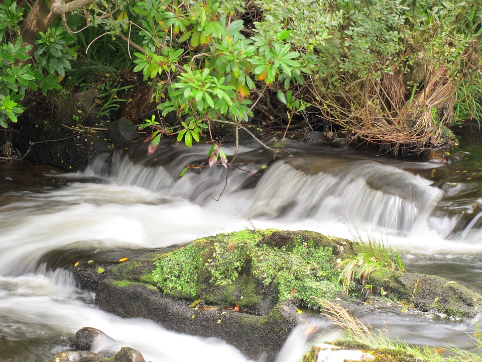 Bach nature flow