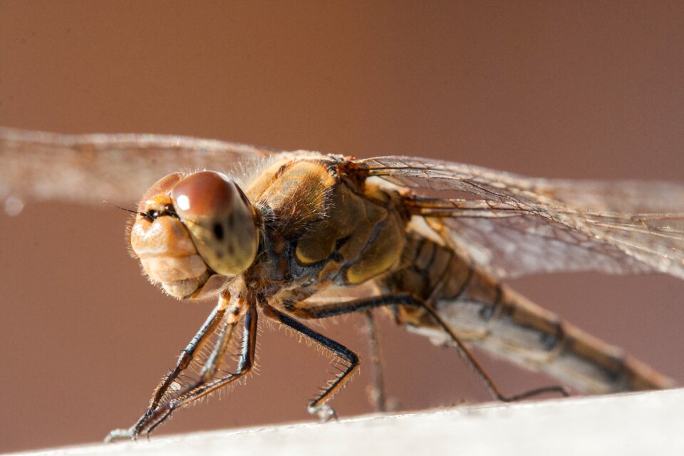 Free stock photo of dragonfly, insect, macro