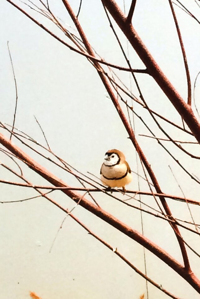 Free stock photo of aviary, branches, tree
