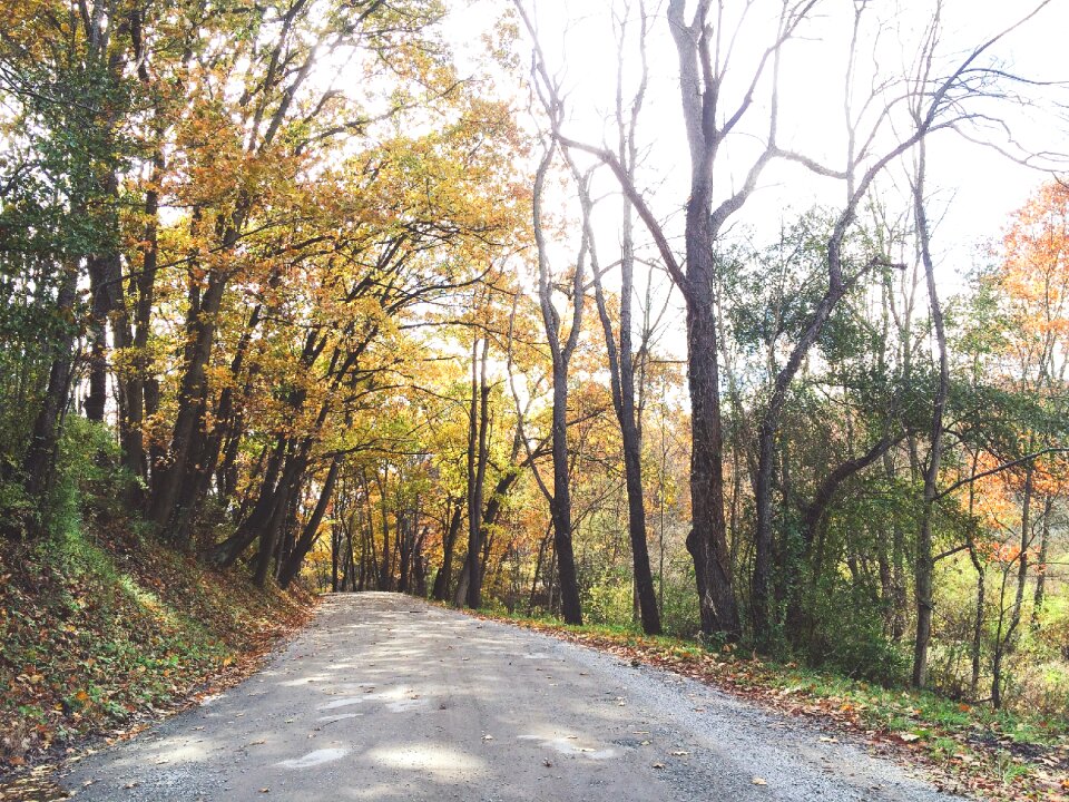 Free stock photo of autumn, autumn leaves, countryside photo