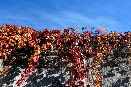 Free stock photo of ivy, outdoor, sky photo