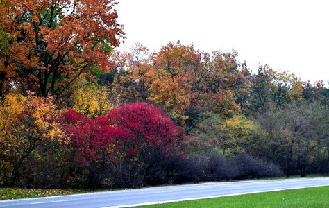 Free stock photo of colorful leaves, colors, road photo