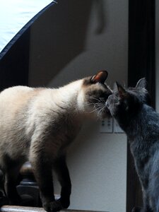 Free stock photo of cat, love, theme cats