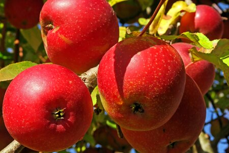 Free stock photo of apples, fruit, red