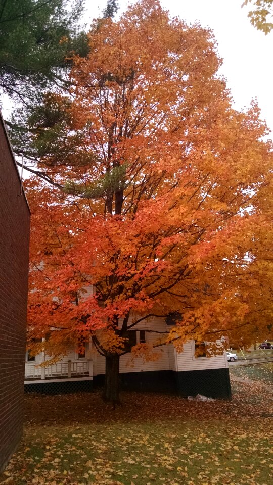 Free stock photo of orange, tree