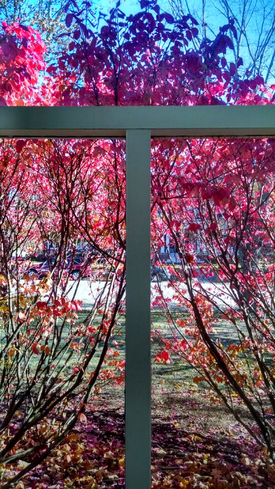 Free stock photo of tree