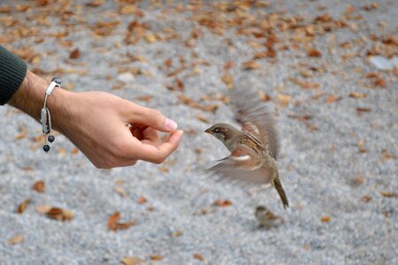 Free stock photo of bread, hand, sparrow